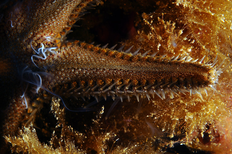 Astropecten spinulosus in riproduzione